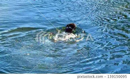 A man swims peacefully at a lake, his dog splashing nearby A man swims peacefully at a lake, his dog splashing nearby 139150095