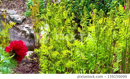 A vibrant garden with a red flower among lush ferns and plants 139150099