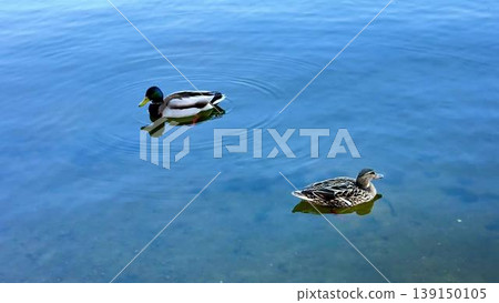 A serene video of ducks swimming in a tranquil lake, reflecting nature A serene video of ducks swimming in a tranquil lake, reflecting nature 139150105