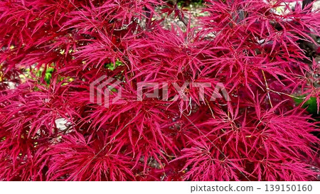 Vibrant Red Japanese Maple Leaves are in Full Bloom and showcase natures beauty spectacularly Vibrant Red Japanese Maple Leaves are in Full Bloom and showcase natures beauty spectacularly 139150160