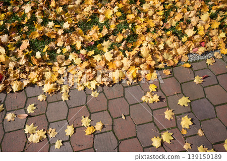 Fallen leaves that evoke a sense of the season Fallen leaves that evoke a sense of the season 139150189