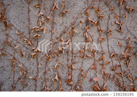 Withered ivy on the wall Withered ivy on the wall 139150195