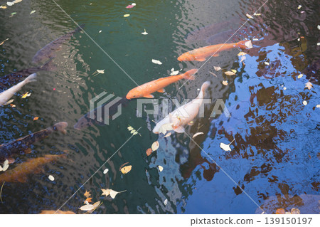 Fish swimming in the water 139150197