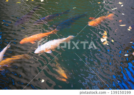 魚兒在水中游動 139150199