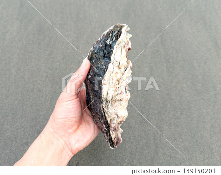 Freshly harvested large rock oysters (with a sandy beach background) Freshly harvested large rock oysters (with a sandy beach background) 139150201