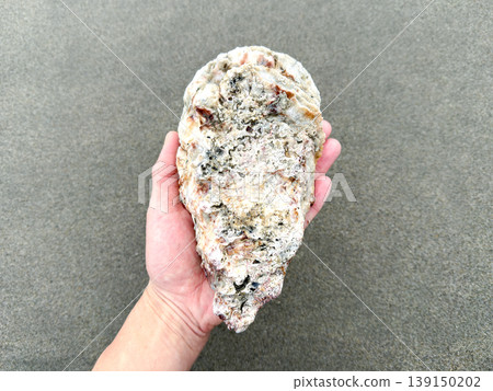 新鮮捕撈的大岩牡蠣(背景是沙灘) 新鮮捕撈的大岩牡蠣(背景是沙灘) 139150202