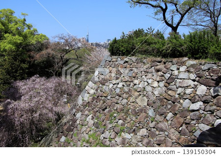 福岡市舞鶴公園內的福岡城遺址,石牆與盛開的櫻花交相輝映。 福岡市舞鶴公園內的福岡城遺址,石牆與盛開的櫻花交相輝映。 139150304