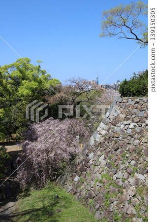 福岡市舞鶴公園內的福岡城遺址,石牆與盛開的櫻花交相輝映。 福岡市舞鶴公園內的福岡城遺址,石牆與盛開的櫻花交相輝映。 139150305