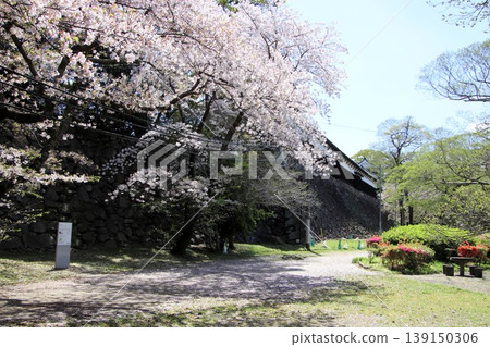 福岡市舞鶴公園內的福岡城遺址,石牆與盛開的櫻花交相輝映。 福岡市舞鶴公園內的福岡城遺址,石牆與盛開的櫻花交相輝映。 139150306