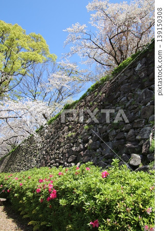 福岡市舞鶴公園內的福岡城遺址,石牆與盛開的櫻花交相輝映。 福岡市舞鶴公園內的福岡城遺址,石牆與盛開的櫻花交相輝映。 139150308