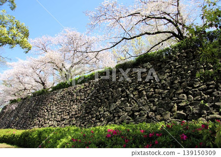 福岡市舞鶴公園內的福岡城遺址,石牆與盛開的櫻花交相輝映。 福岡市舞鶴公園內的福岡城遺址,石牆與盛開的櫻花交相輝映。 139150309