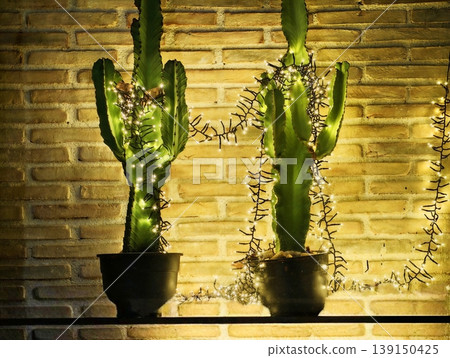 Cozy plant arrangement. Ambient bulbs illuminate earthtoned cacti creating peaceful boho urban atmosphere Cozy plant arrangement. Ambient bulbs illuminate earthtoned cacti creating peaceful boho urban atmosphere 139150425