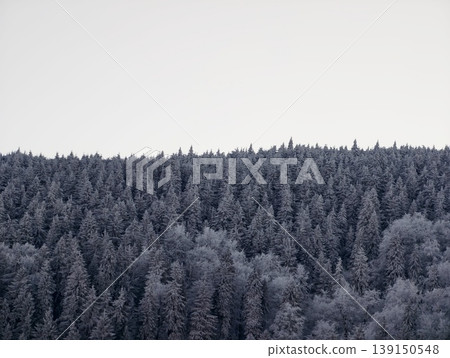 Calm winter scene with muted colors and snow. Peaceful frostcovered treetops blend into tranquil sky scene Calm winter scene with muted colors and snow. Peaceful frostcovered treetops blend into tranquil sky scene 139150548