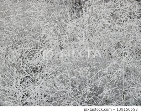 Closeup of frozen vegetation showcasing detailed frost formations and subtle color palette Closeup of frozen vegetation showcasing detailed frost formations and subtle color palette 139150558