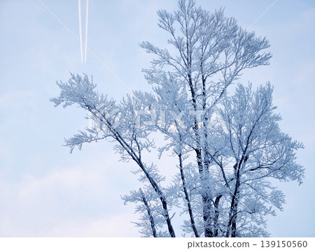 Contrasting organic branches with precise aircraft trails evoke sense of motion and tranquility Contrasting organic branches with precise aircraft trails evoke sense of motion and tranquility 139150560