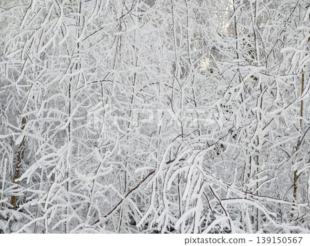 Snowy branch maze. Dense snowladen branches creating detailed natural geometric designs for backgrounds 139150567