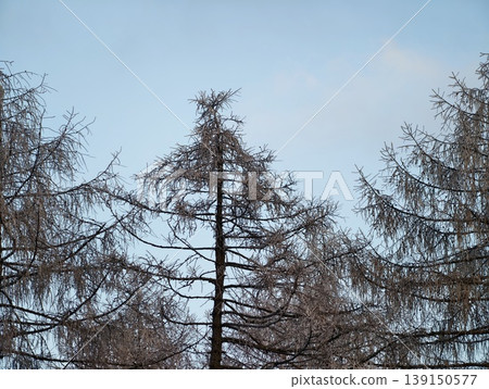 Calm winter landscape showcasing frostcovered branches and subtle natural textures for aesthetic appreciation Calm winter landscape showcasing frostcovered branches and subtle natural textures for aesthetic appreciation 139150577