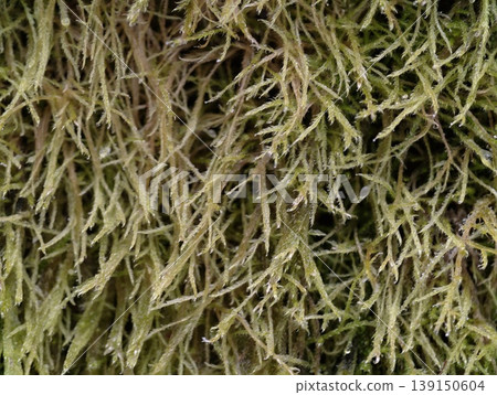 Bright moss spreads across forest floor. Vibrant moss carpets entire woodland area with lush greenery 139150604