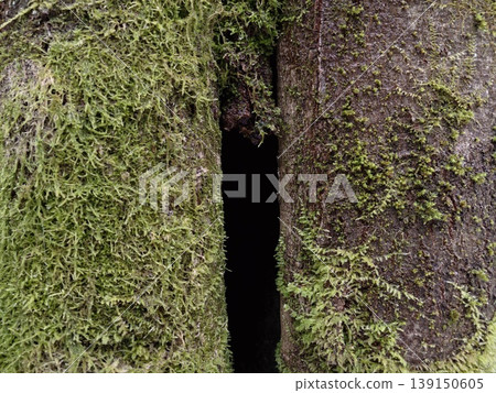 Tree hollow shelter. Mosscovered hollow in old tree offers shelter and concealment for creatures Tree hollow shelter. Mosscovered hollow in old tree offers shelter and concealment for creatures 139150605