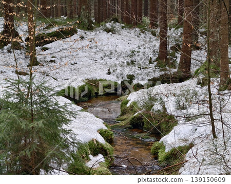 Undisturbed forest ravine featuring bubbling brook surrounded by rich evergreen growth and mosscovered rocks 139150609