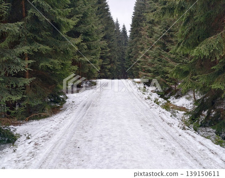 Frosty pinelined pathway for activities. Cold forest route with snowy tracks and towering trees 139150611