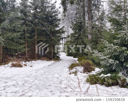 Serene snowcovered trail winding through towering pine forest inviting exploration and discovery 139150616