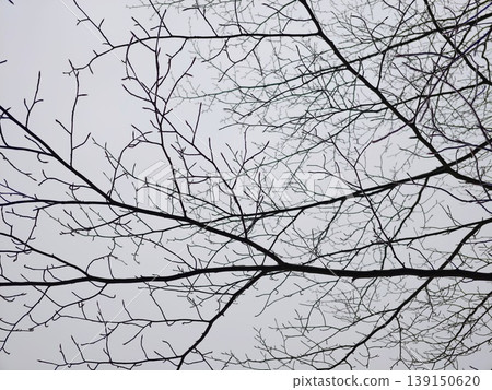 Minimalist photograph featuring leafless branches with somber overcast background for design projects 139150620