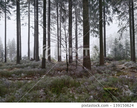Evenly distributed pine trees form peaceful path enveloped by gentle fog and layered depth 139150624