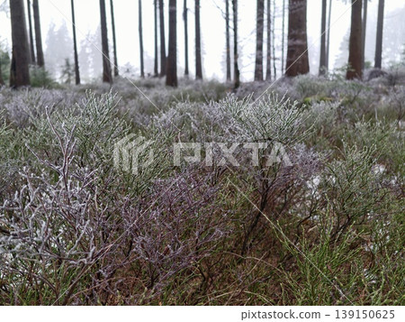 Serene snowy woodland landscape. Peaceful winter wilderness featuring foggy trees and icy groundcover 139150625