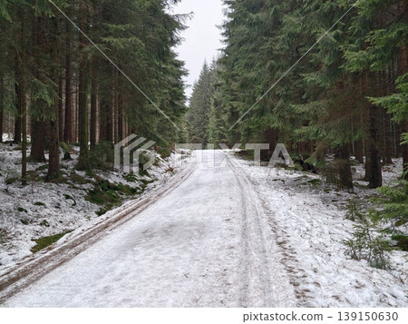 Forest path with tire marks. Snowladen forest route featuring tire impressions and rugged terrain Forest path with tire marks. Snowladen forest route featuring tire impressions and rugged terrain 139150630