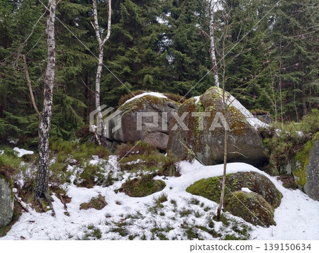Boulder amid trees and snow. Geologist studies mosscovered boulder amidst snow and evergreen trees Boulder amid trees and snow. Geologist studies mosscovered boulder amidst snow and evergreen trees 139150634