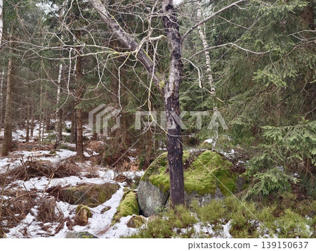 Single tree detail. Serene forest floor where solitary birch stands among mossy rocks and damp earth Single tree detail. Serene forest floor where solitary birch stands among mossy rocks and damp earth 139150637