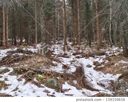 Hidden forest ground. Forest floor with fungi. Damp woodland with scattered snow and roots Hidden forest ground. Forest floor with fungi. Damp woodland with scattered snow and roots 139150638