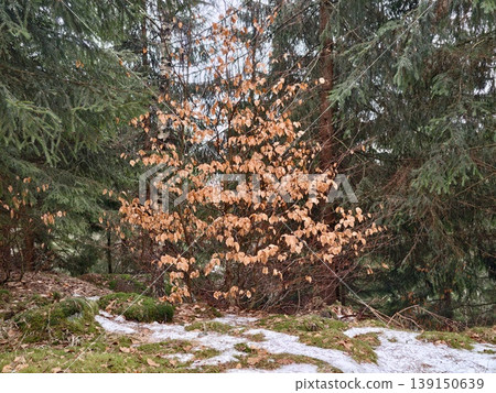 Vivid foliage contrasts with evergreen surroundings. Seasonal changes captured in forest with vibrant leaves Vivid foliage contrasts with evergreen surroundings. Seasonal changes captured in forest with vibrant leaves 139150639