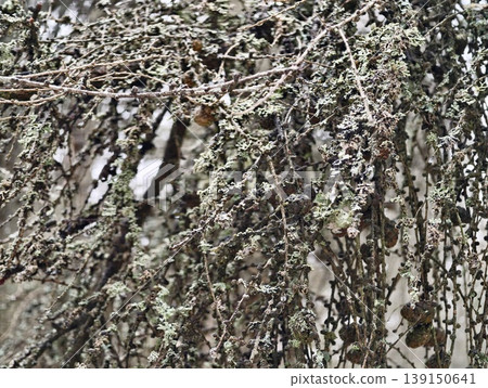 Magnified view of sticks covered with crustal and leafy lichens showcasing weathered woodland ambiance 139150641