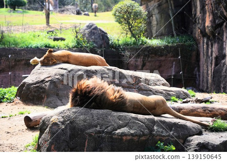 A lion stands on a rocky outcrop with the city skyline as a backdrop at Tennoji Zoo. A lion stands on a rocky outcrop with the city skyline as a backdrop at Tennoji Zoo. 139150645