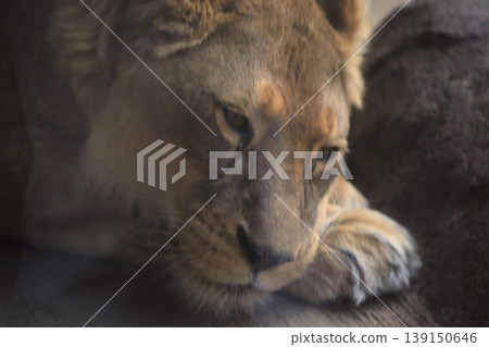 A lion stands on a rocky outcrop with the city skyline as a backdrop at Tennoji Zoo. A lion stands on a rocky outcrop with the city skyline as a backdrop at Tennoji Zoo. 139150646
