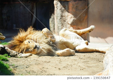 A lion stands on a rocky outcrop with the city skyline as a backdrop at Tennoji Zoo. A lion stands on a rocky outcrop with the city skyline as a backdrop at Tennoji Zoo. 139150647