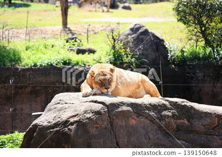 在天王寺動物園,一頭獅子站在岩石露頭上,以城市天際線為背景。 在天王寺動物園,一頭獅子站在岩石露頭上,以城市天際線為背景。 139150648