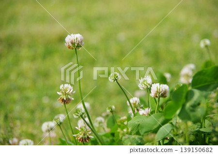 白花 白花 139150682
