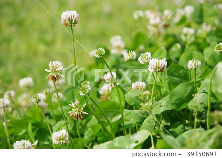  White flower 139150691