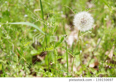 Fluffy dandelion seeds Fluffy dandelion seeds 139150697