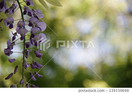 紫藤花 紫藤花 139150698