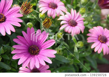 Purple flower 139150728