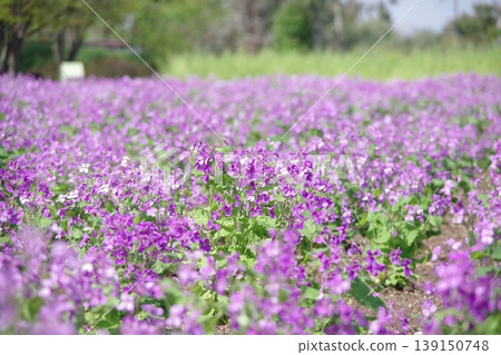 Murasakihanana blooming all over Murasakihanana blooming all over 139150748