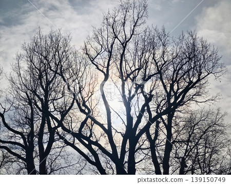 Tranquil scene of leafless trees glowing softly under cloudy winter sky for natural backgrounds Tranquil scene of leafless trees glowing softly under cloudy winter sky for natural backgrounds 139150749