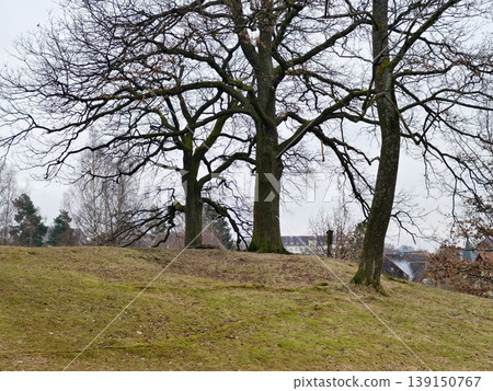 Quiet pastoral scene featuring oaks and moss. Calm natural landscape showing oak trees on grassy hill Quiet pastoral scene featuring oaks and moss. Calm natural landscape showing oak trees on grassy hill 139150767