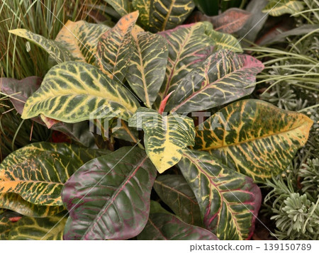 Richly hued croton leaves with intricate veining and marbled patterns amid warm interior ambiance 139150789