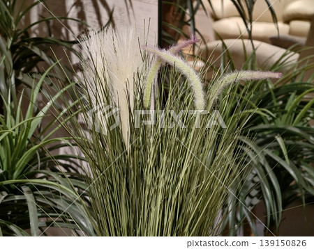 Interior staging featuring delicate green blades and white feathery plumes for stylish decor photography Interior staging featuring delicate green blades and white feathery plumes for stylish decor photography 139150826
