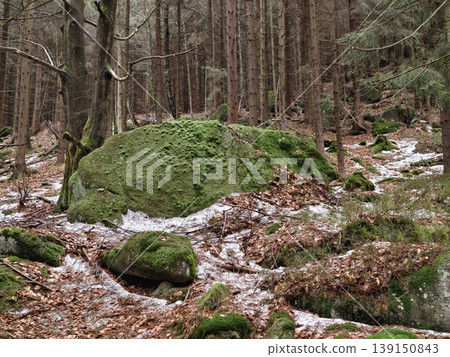 Snow reveals forest elements. Resilient woodland reveals damp leaf litter and granite stones beneath snow Snow reveals forest elements. Resilient woodland reveals damp leaf litter and granite stones beneath snow 139150843